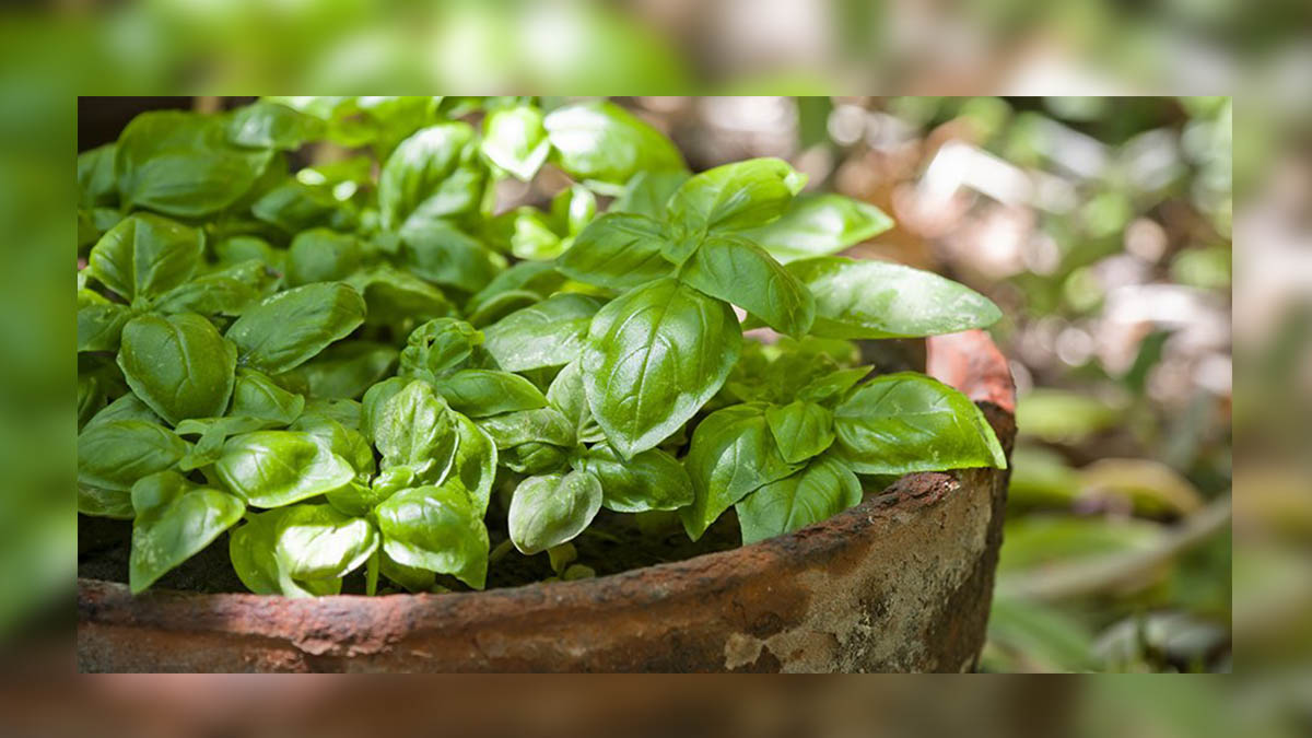 fresh-basil-plant-free-stock-image