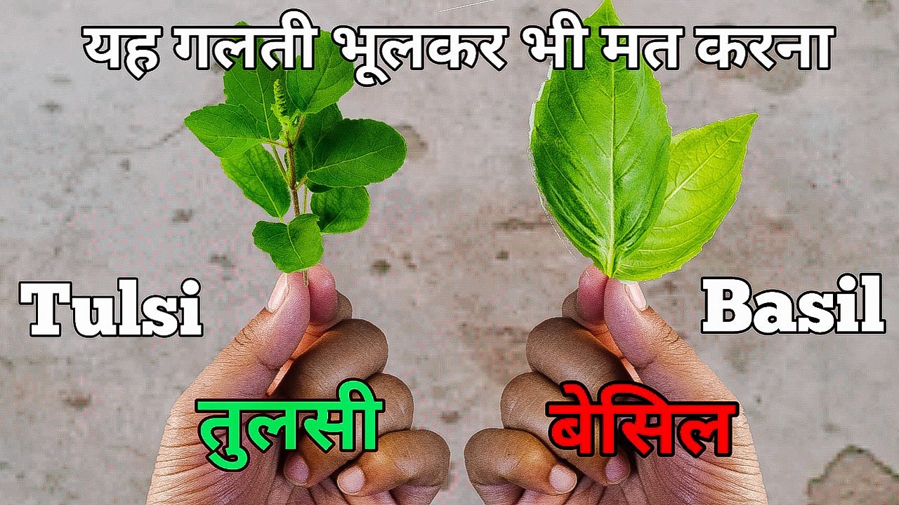 basil in hindi