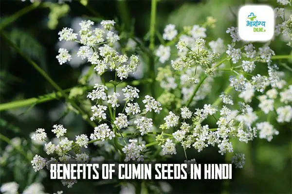 Benefits Of Cumin Seeds In Hindi
