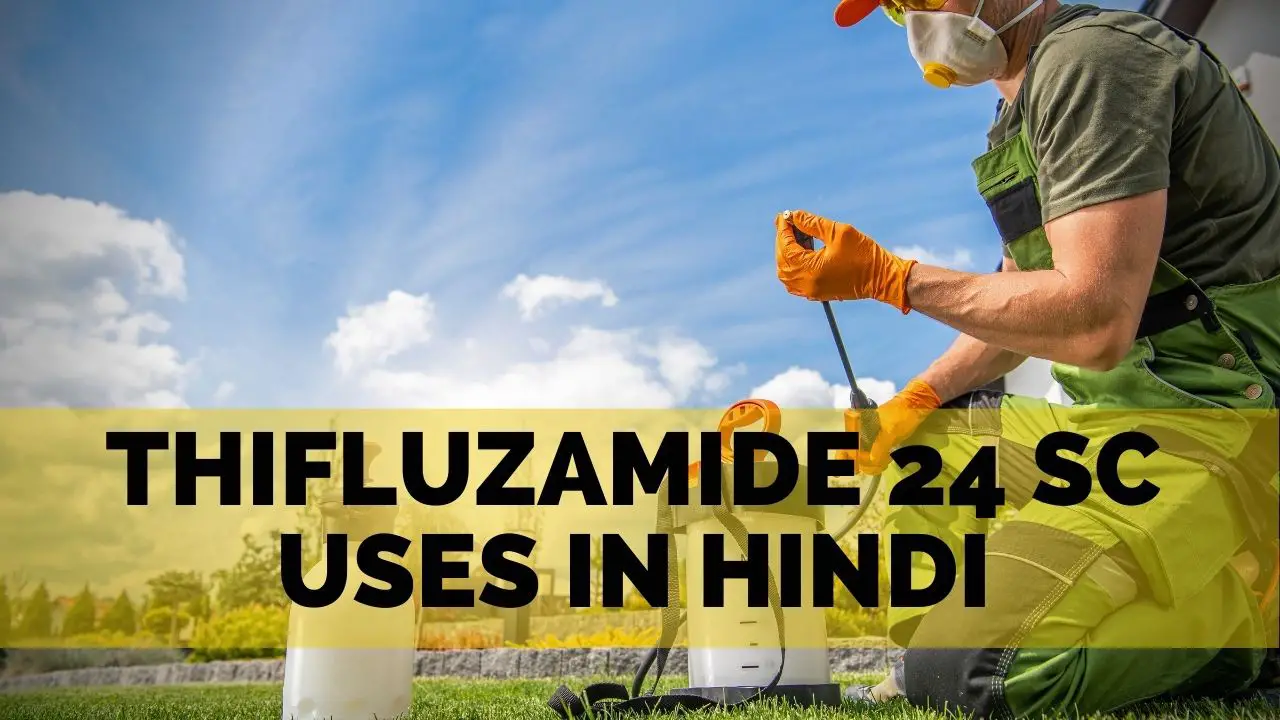 thifluzamide 24 sc uses in hindi