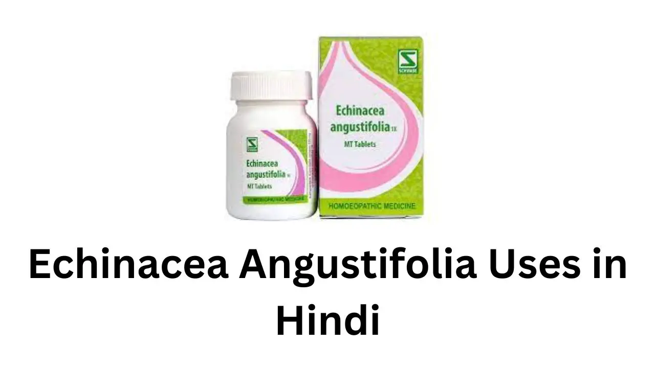 Echinacea Angustifolia Uses in Hindi