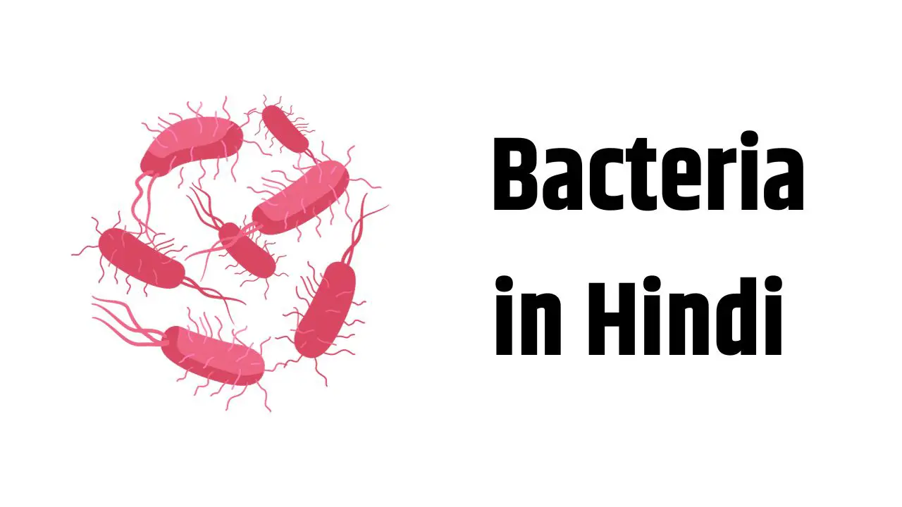 Bacteria in Hindi